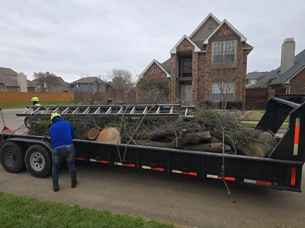 Expert Tree Pest Control with proper safety equipment in Lincoln